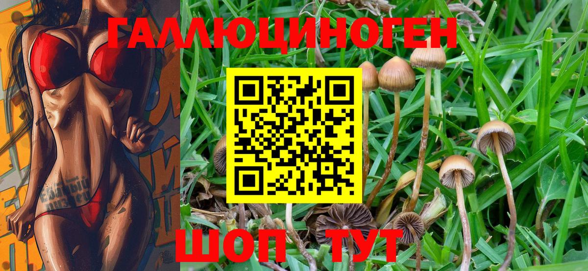 Псилоцибиновые грибы Psilocybe Ивантеевка